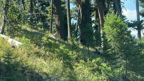 Dusky Grouse Takes a Hike – Rare Mountain Bird Sighting!