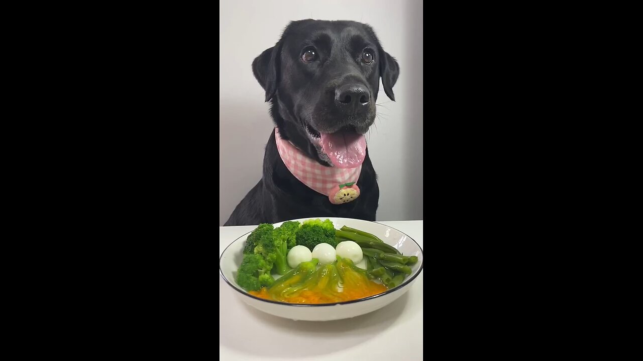 foodie dog