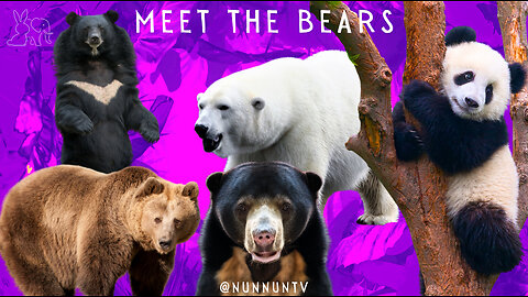 Meet the Bears! - 8 Amazing Bear Species Around the World 🌎