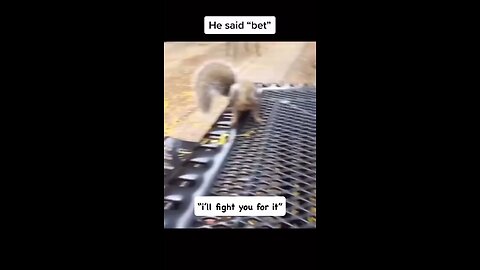 squirrel fights man for food