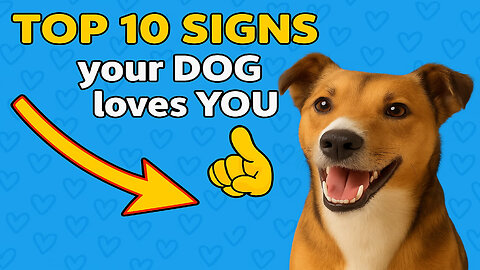 TOP 10 Signs Your Dog Loves You 🐾