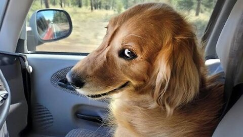 Funny Animals part -6