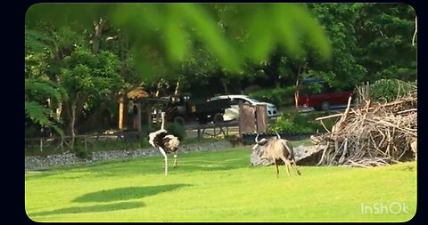 Crazy Ostrich vs Antelope! 😂 Wild Dance Battle in the Park!