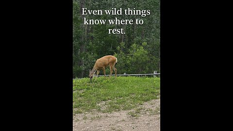 The Smart Ones Know Where the Quiet Is