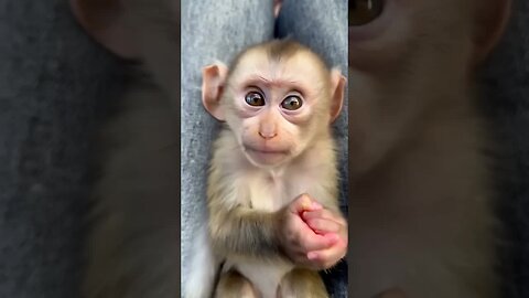 Happiness is a baby monkey smiling just for you! 😊🐒