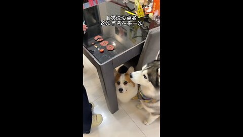 doglifestyle #wholesome #puplife #dogloversfeed #dogswag #funnydogvideos #dogsarelife #weadoredogs