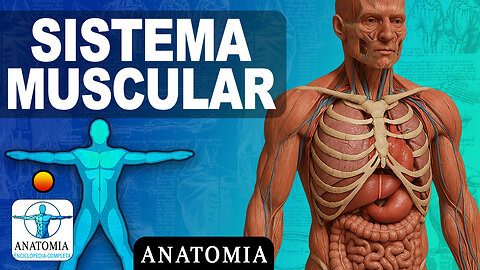 Sistema Muscular Humano | Explicado con Inteligencia Artificial