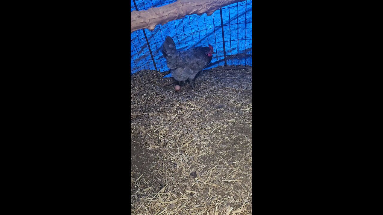 live action egg laying hen