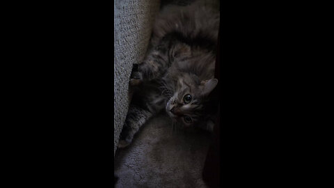 Leia Pushing Toys Under Couch