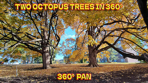 Two Octopus Trees In Thompson Park - Overland Park, Kansas - 360° Pan