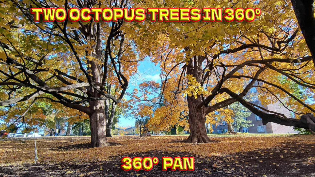 Two Octopus Trees In Thompson Park - Overland Park, Kansas - 360° Pan