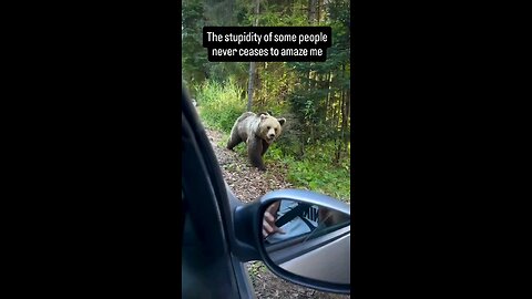 The Dangers Of Feeding Wild Bears