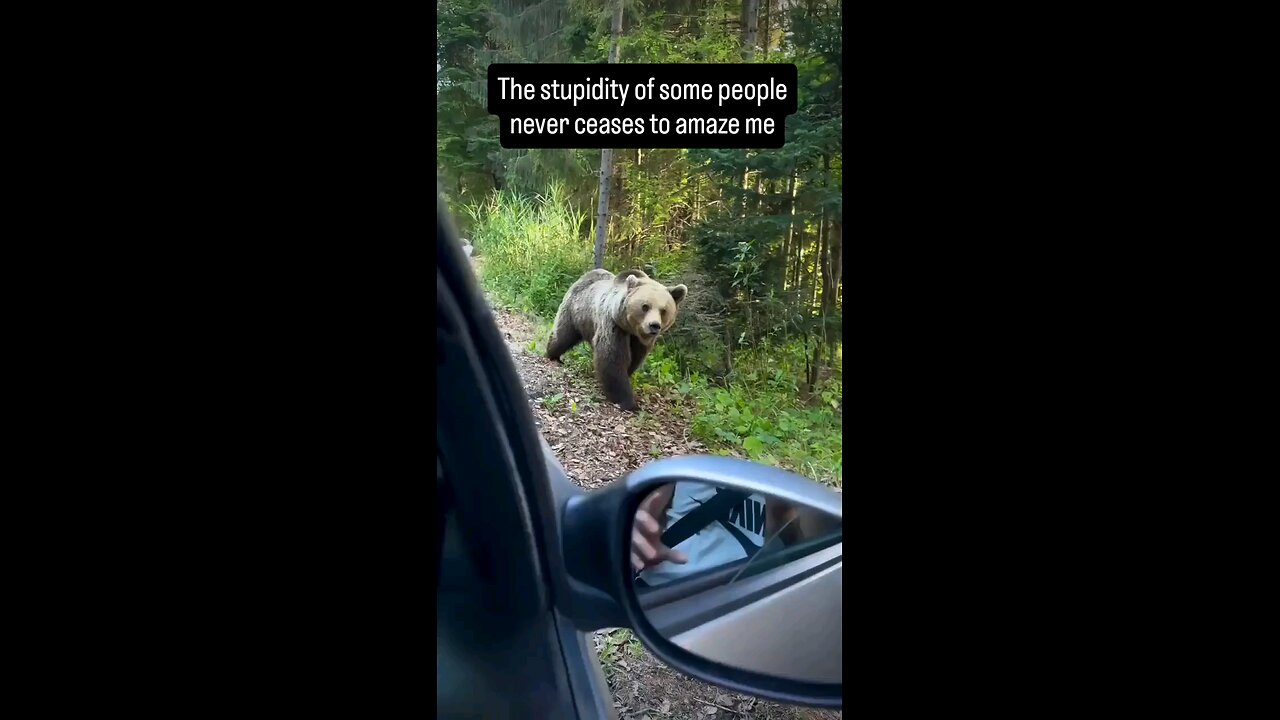 The Dangers Of Feeding Wild Bears