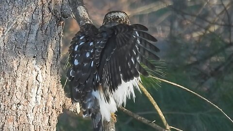 Cooper's Hawk Shoos Squirrel #coopershawk