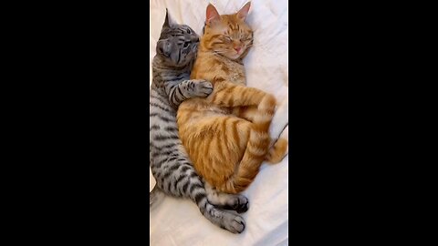 Love Paws: The Most Endearing Cat Couples You Need to See 🐾💞 !!#catloves #cutelove #viral