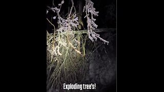 MORE EXPLODING TREES! -- "Sounds like a war zone."