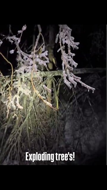 MORE EXPLODING TREES! -- "Sounds like a war zone."