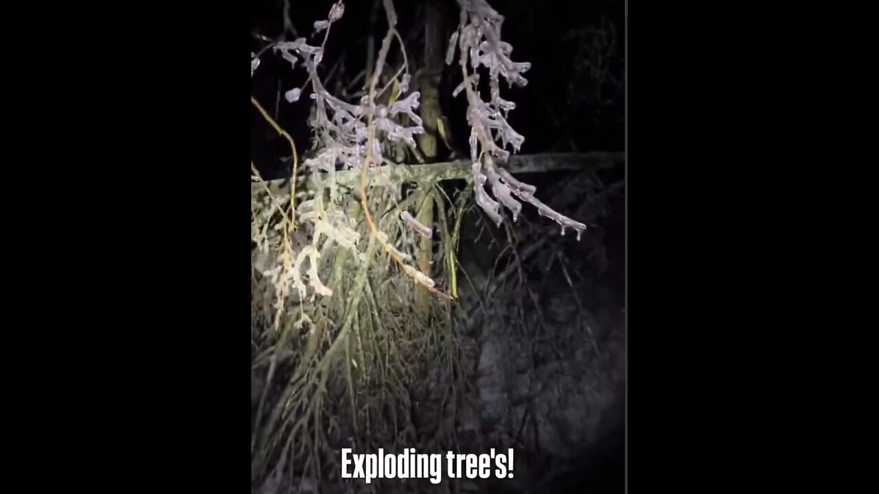 MORE EXPLODING TREES! -- "Sounds like a war zone."