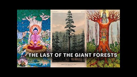 WHY DID THEY CUT DOWN THE ANCIENT GIANT TREES