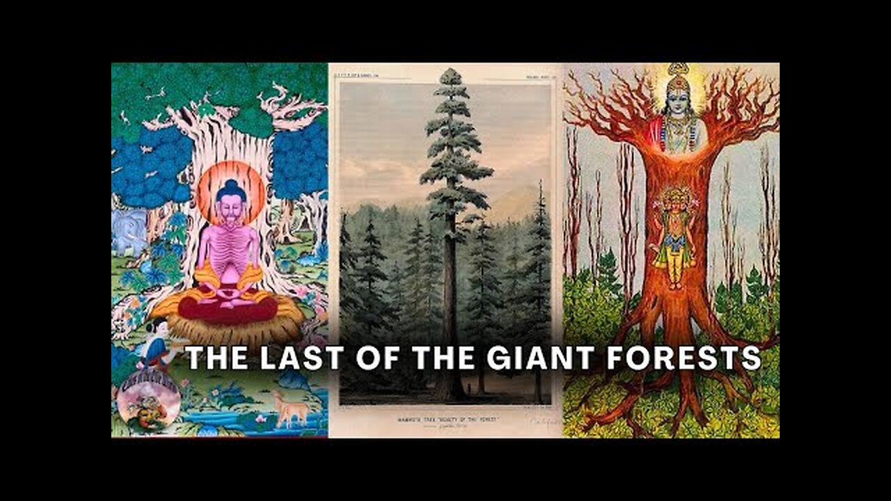 WHY DID THEY CUT DOWN THE ANCIENT GIANT TREES
