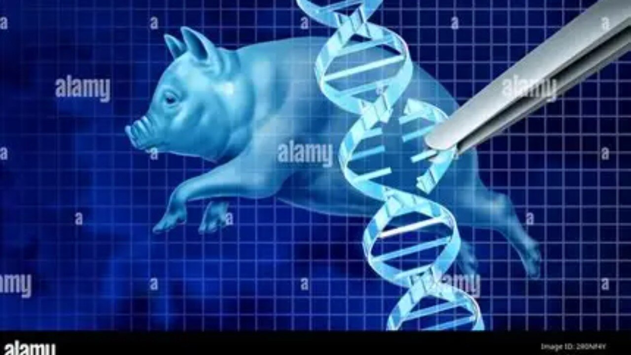 FDA Approved Zombie Pork First Gene Edited CRISPR Pig for Human consumption