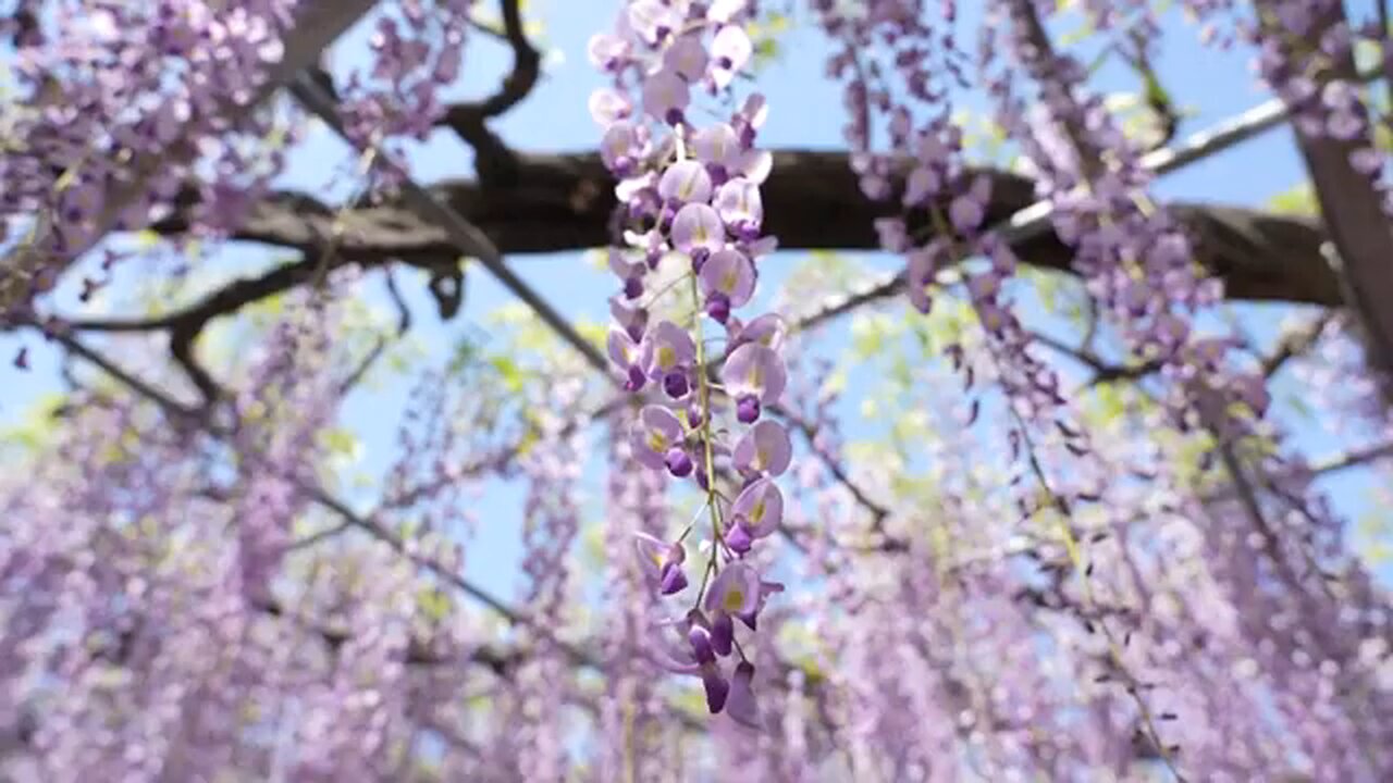Crowds flock to see wisteria trees in full bloom in Japan