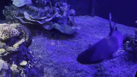 New sharks at Fort Wayne Zoo