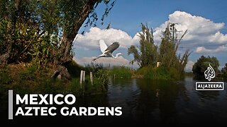 Saving Mexico city's ancient gardens: Urban development threatens Aztec canal network