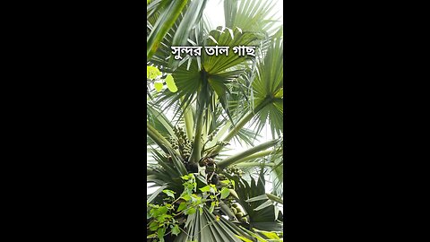 সুন্দর তাল গাছ #shorts