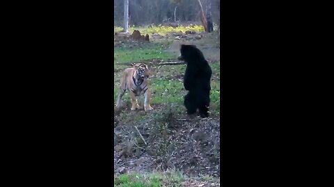 tiger vs bear