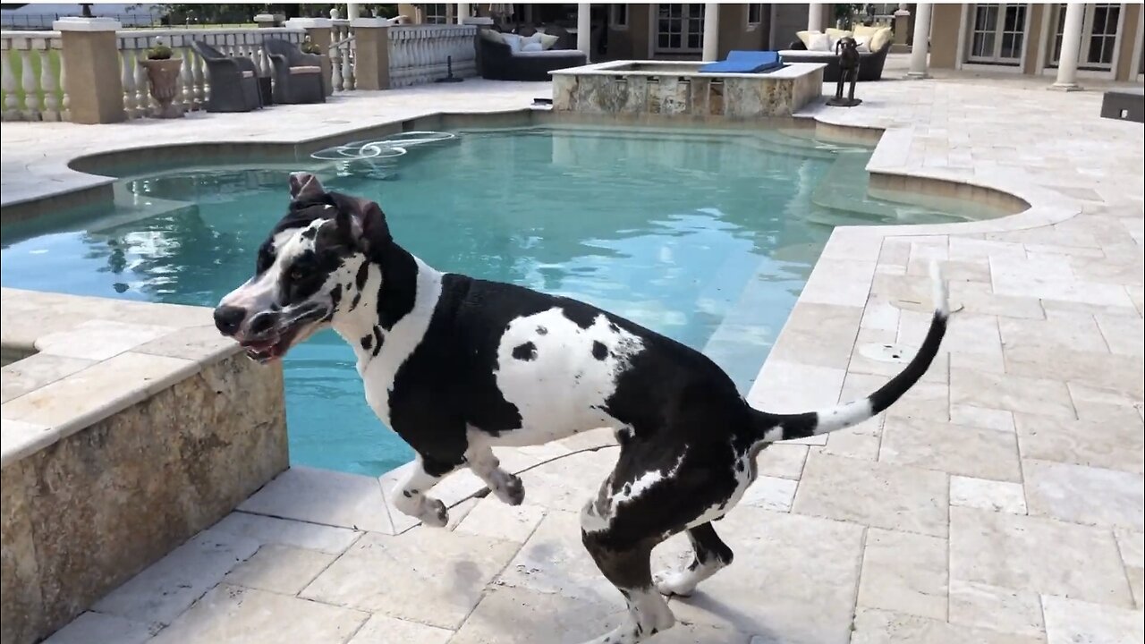 This Dog tries Convinces a Great Dane to Jump in a Pool 🤣