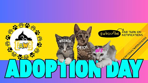 Adoption Day 18th June #cat #kitten #kitty #meow #catmemes #cutecat #pets #patchaltwrenchgang