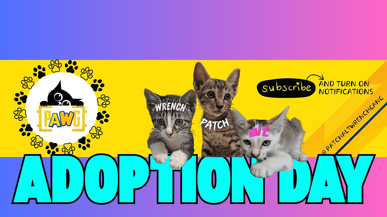 Adoption Day 18th June #cat #kitten #kitty #meow #catmemes #cutecat #pets #patchaltwrenchgang
