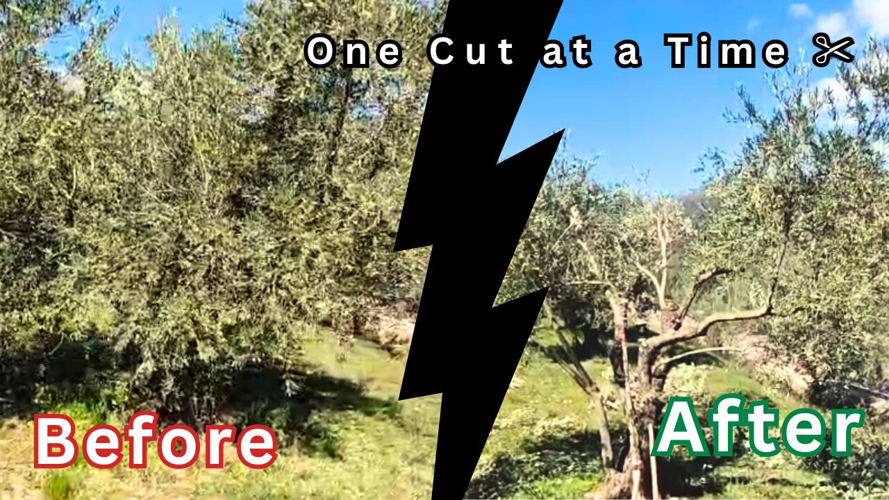 Olive Tree Pruning Guide | How We Prune for the Next Generation