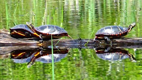 Painted Turtles