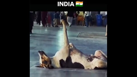 china,Japan,india who is best dog