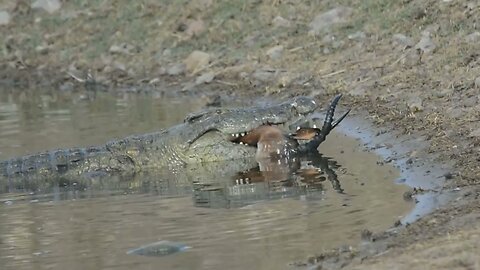 Some Extra footage of the Crocodile eating an Impala. ( Pics at the end)