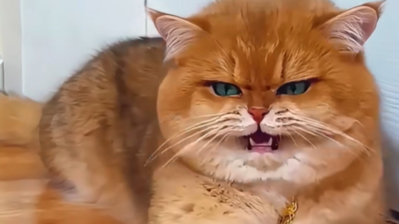 Knocked Twice and Got Super Excited! 😂 Funny Cat Video 🐾