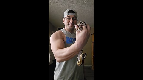Female Ball python #ballpython #reptile #reptileexpo #snakes #serpent