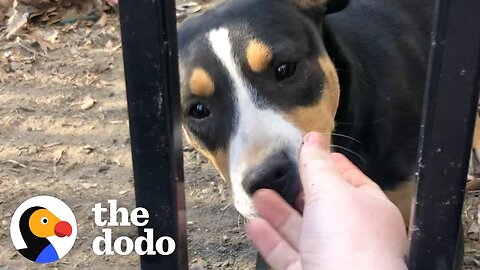 Growling Street Puppy Falls In Love With The Person She Didn’t Trust | The Dodo