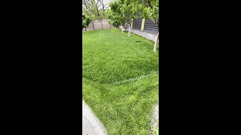 Mowing the grass
