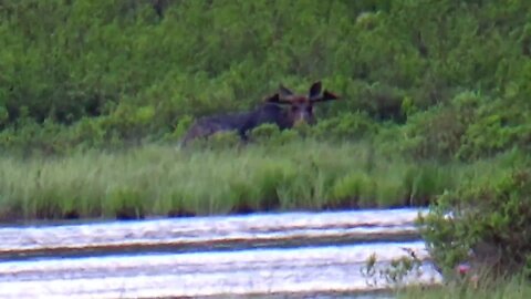 Bull Moose