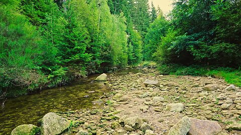 Where Water Meets Birdsong - Forest Stream Sounds for Sleep & Relaxation.mkv