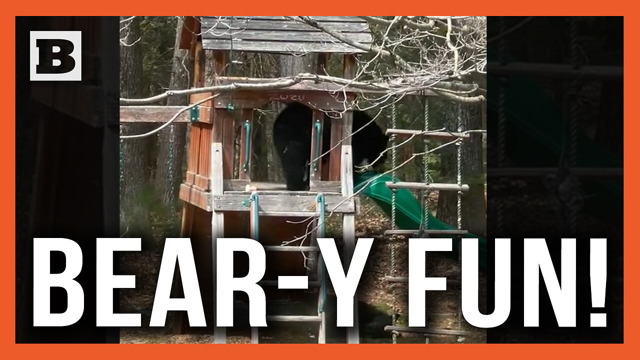 Bear-y Fun! Child Laughs Hysterically as Black Bear Slides Down Playground Slide