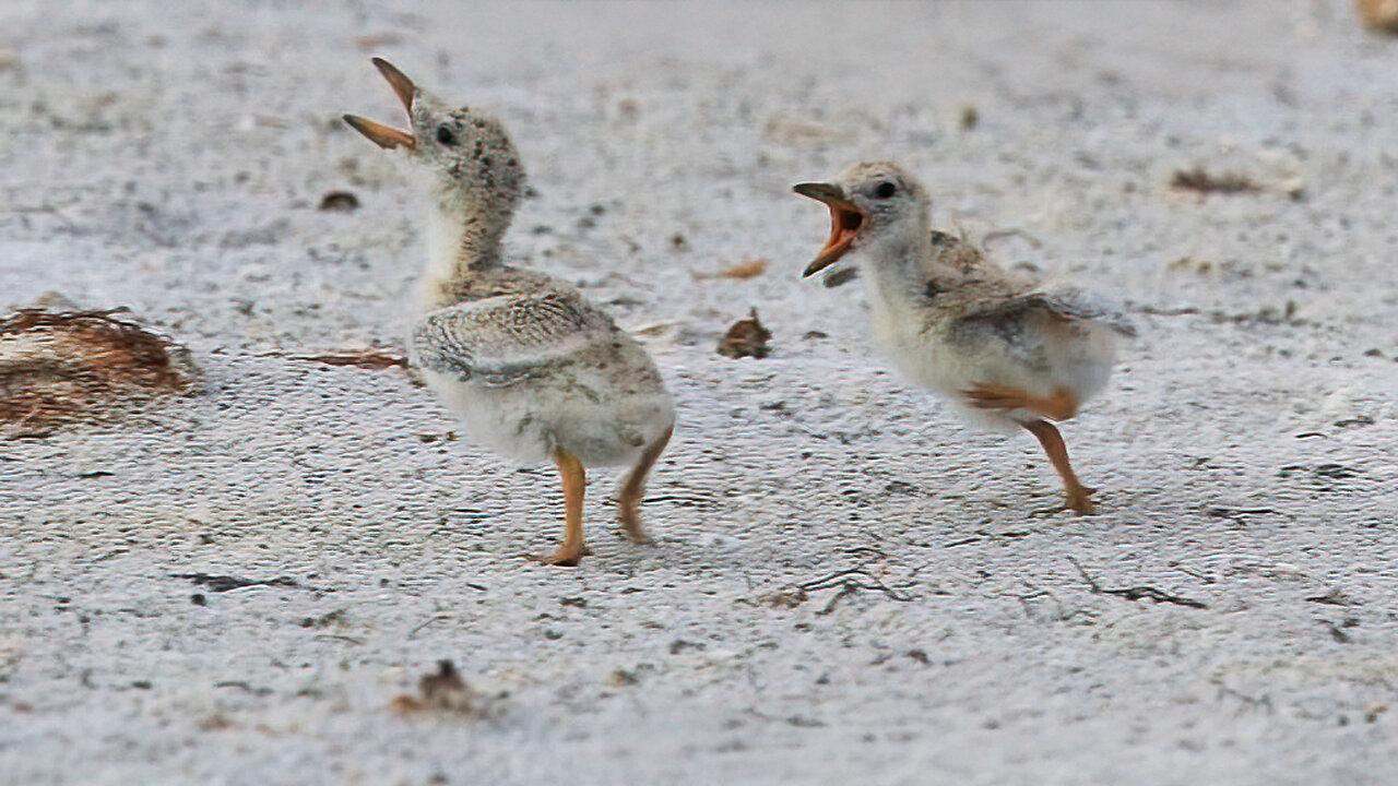 Black Skimmer Chicks in a Playful Chase!