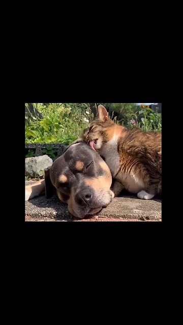 Katten stjäl vitamin D från hunden som är för trött för att försvara sig! 😼