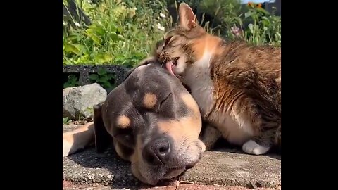 Katten stjäl vitamin D från hunden som är för trött för att försvara sig! 😼
