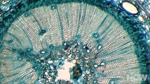 "Revolutionizing Botany: A Look Back at Hydrogel Cyborg Plants from 8 Years Ago"