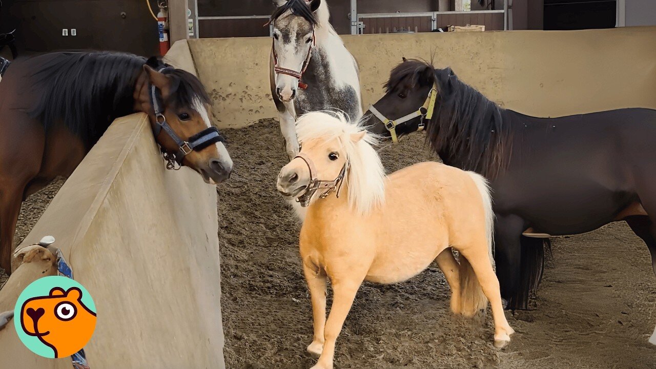 Tiny Horse Makes The Whole Herd Laugh 24/7 | Cuddle Buddies