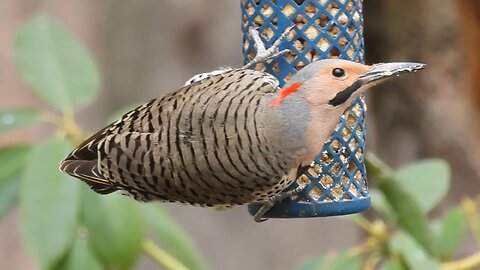 Male Yellow-Shafted Flicker loves Suet #flicker